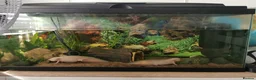 Axolotl reptiles for sale: 2 Axolotls plus set up in Stourbridge - Advert 1