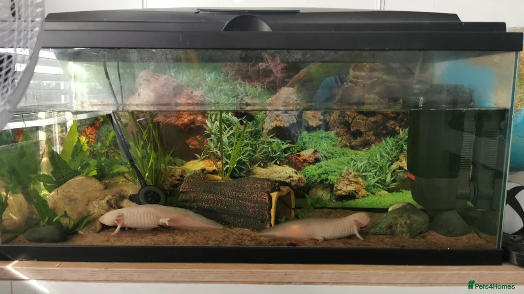 Axolotl reptiles for sale: 2 Axolotls plus set up in Stourbridge - Advert 1
