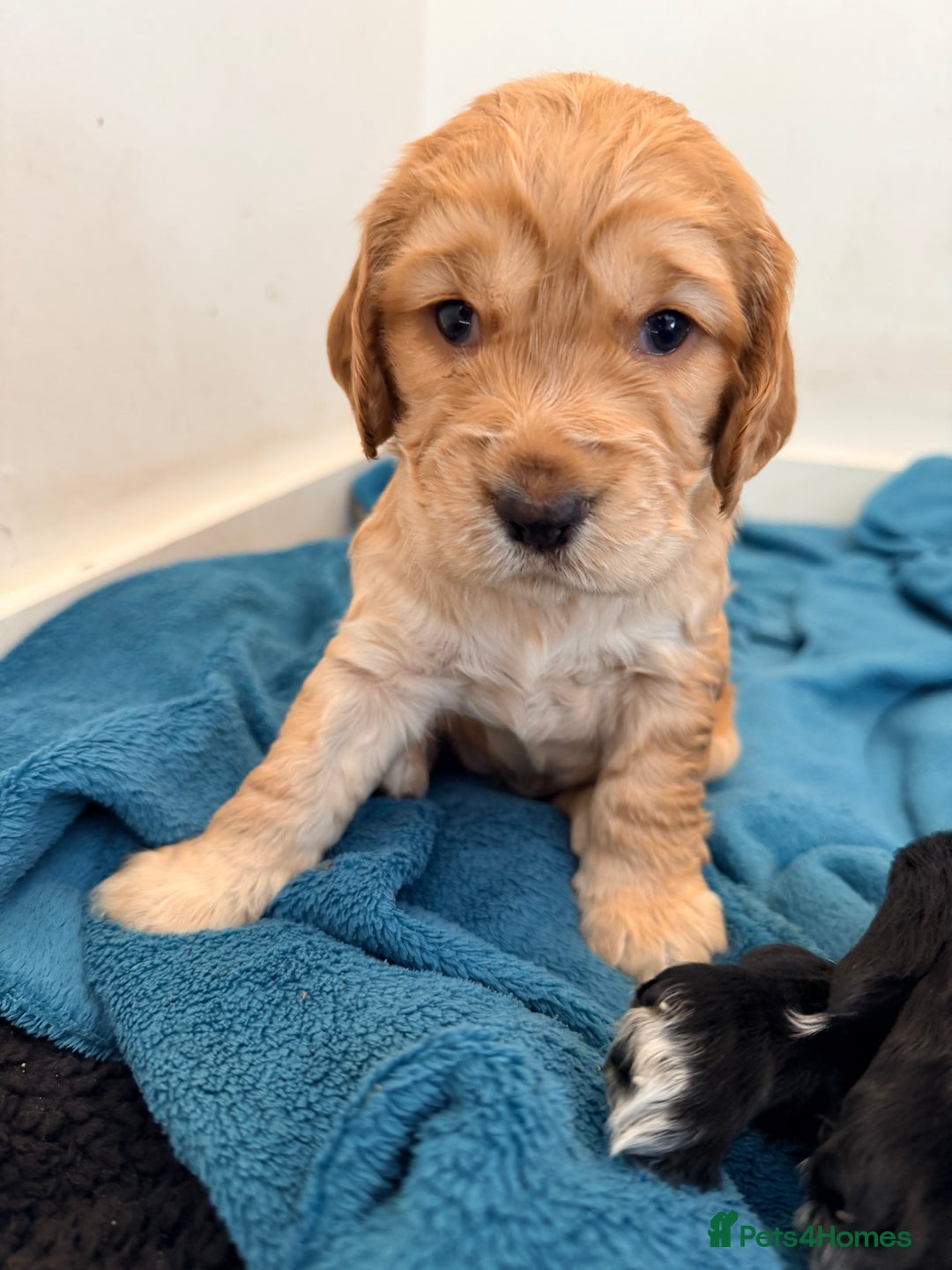 Cocker Spaniel dogs for sale: Cocker spaniel  - Image 5