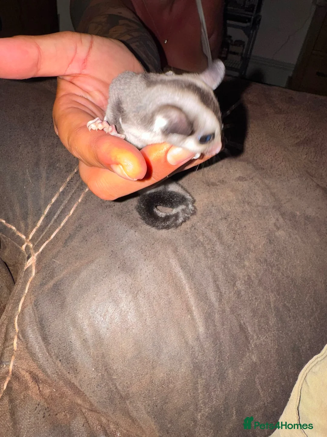 Sugar Glider rodents for sale: Sugar glider - Advert 2