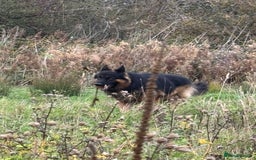 German Shepherd dogs for stud: Herman Kennel Club registered GSD-stud in Doncaster - Image 25