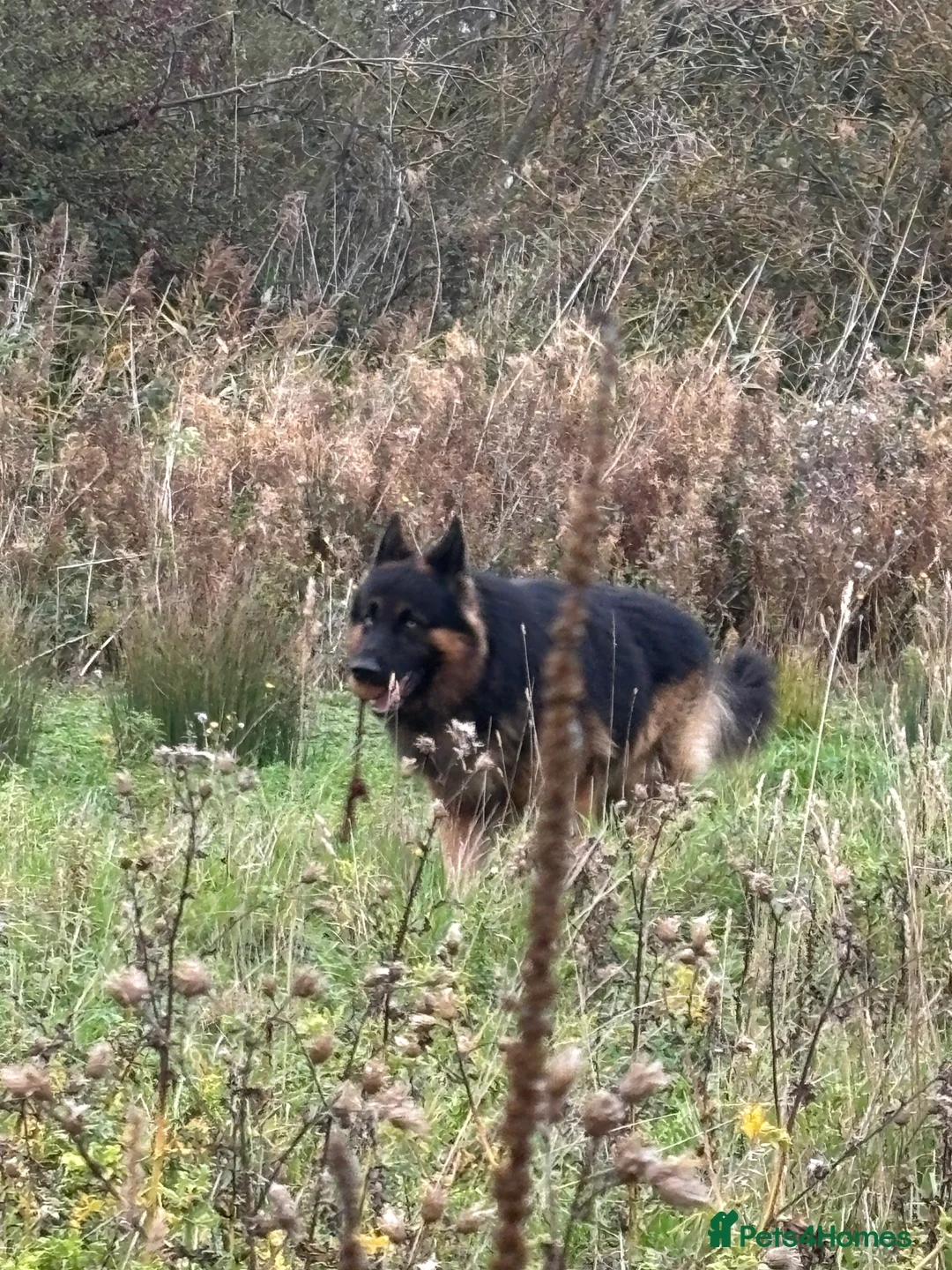 German Shepherd dogs for stud: Herman Kennel Club registered GSD-stud in Doncaster - Advert 25