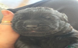 Mixed Breed dogs for sale: 3 beautiful boys for sale  - Image 18