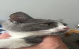 Mixed Breed cats for sale: 3 gorgeous kittens ready now Scottish fold mix - Image 11