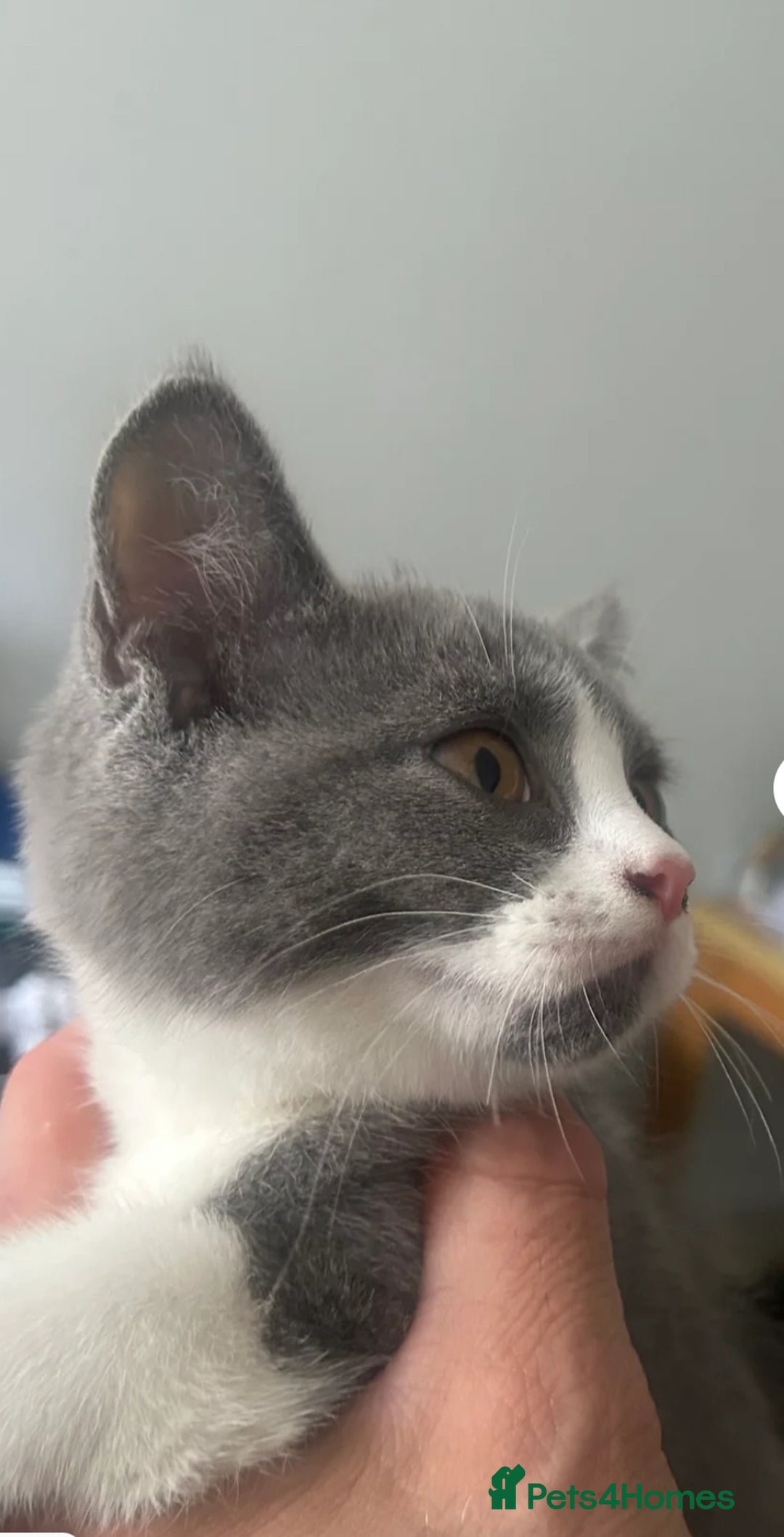 Mixed Breed cats for sale: 3 gorgeous kittens ready now Scottish fold mix - Image 11