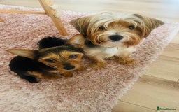 Mixed Breed dogs for sale: Yorki Puppies available from 21/12/25 - Advert 10