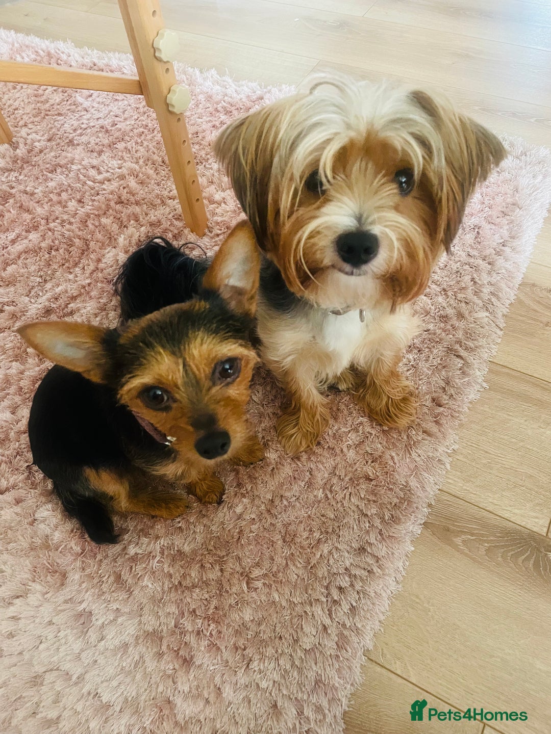 Mixed Breed dogs for sale: Yorki Puppies available from 21/12/25 - Advert 10
