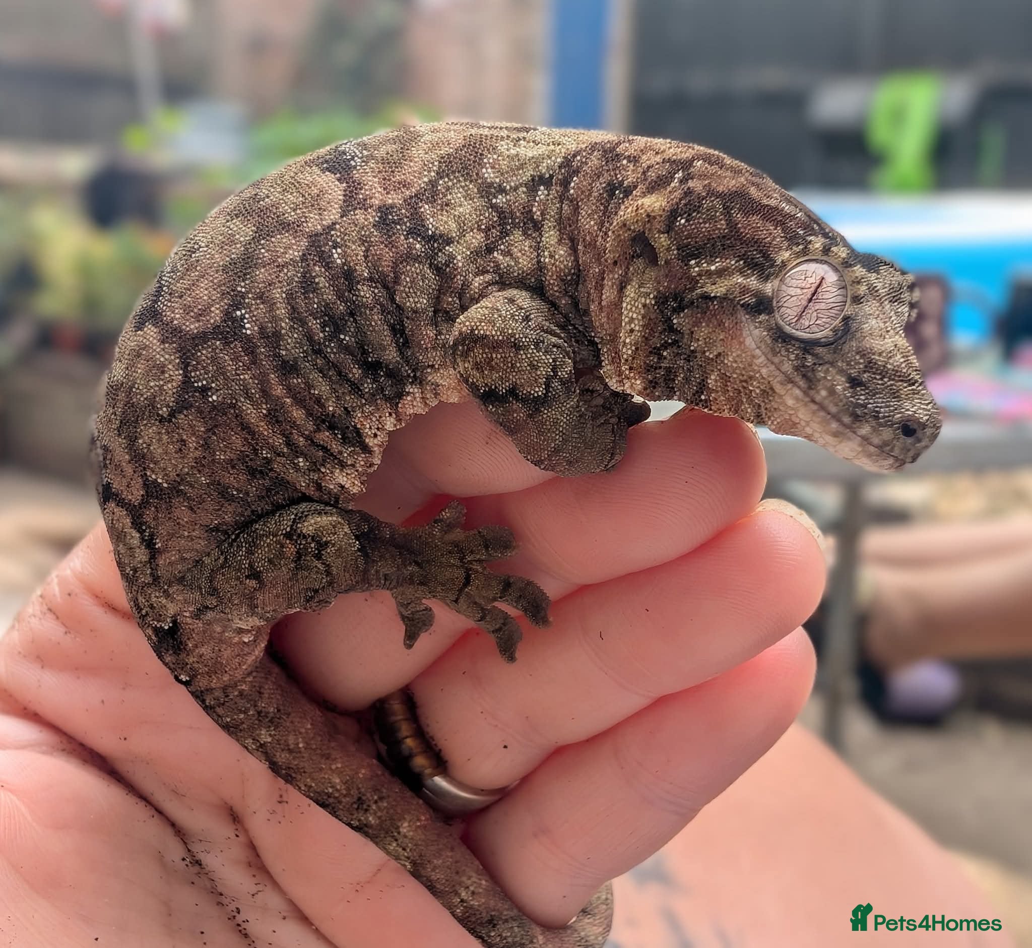 Mixed Breed reptiles Various reptiles looking for new homes - Advert 6