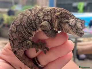 Mixed Breed reptiles Various reptiles looking for new homes - Advert 6