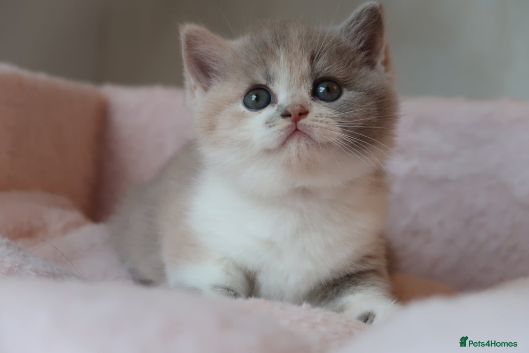British Shorthair cats for sale: BSH/BLH Females TICA Reg  - Image 5