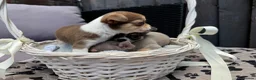 Chihuahua dogs for sale: 🐶Tiny exquisite RARE blue, Lilac & Chocolate Tri  - Advert 33