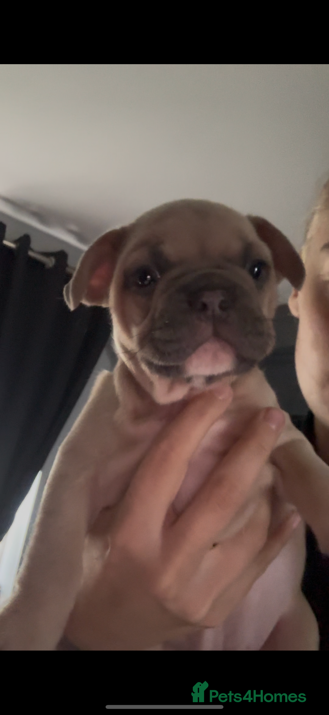 Mixed Breed dogs for sale: 2 Beautiful female Frenchie/Staffie pups  - Image 9