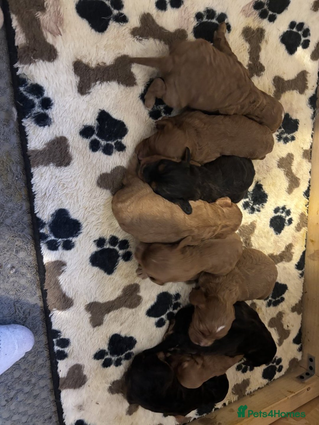 Cavapoo dogs for sale: 💛Gorgeous Cavapoo Puppies Looking 4 Forever Homes - Advert 2