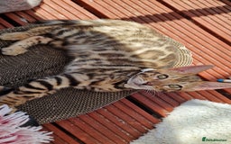 Bengal cats for sale: Amazing Bengal kittens 🥰 last boy left ❤️ in Corby - Image 3