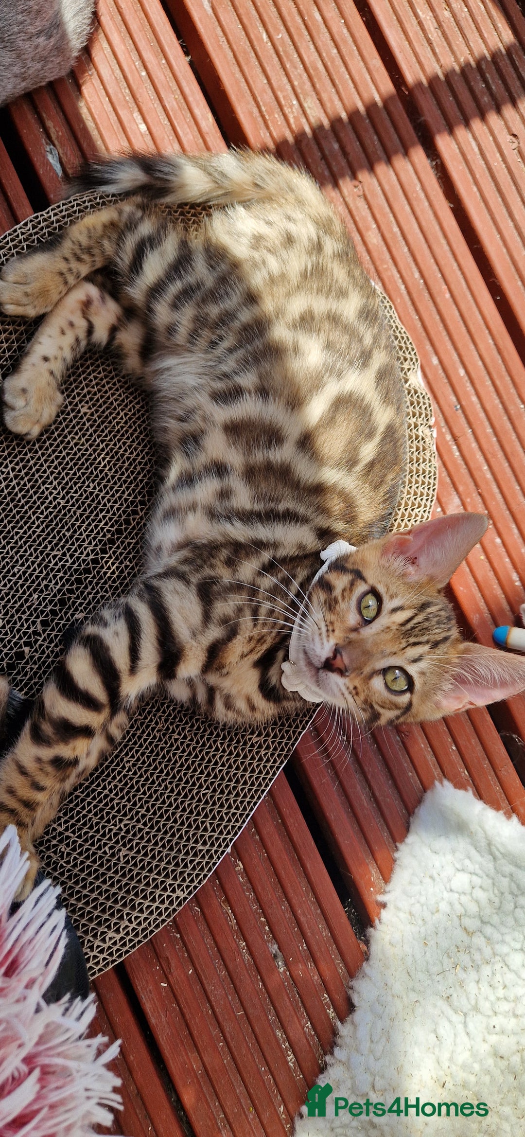 Bengal cats for sale: Amazing Bengal kittens 🥰 last boy left ❤️ in Corby - Image 3