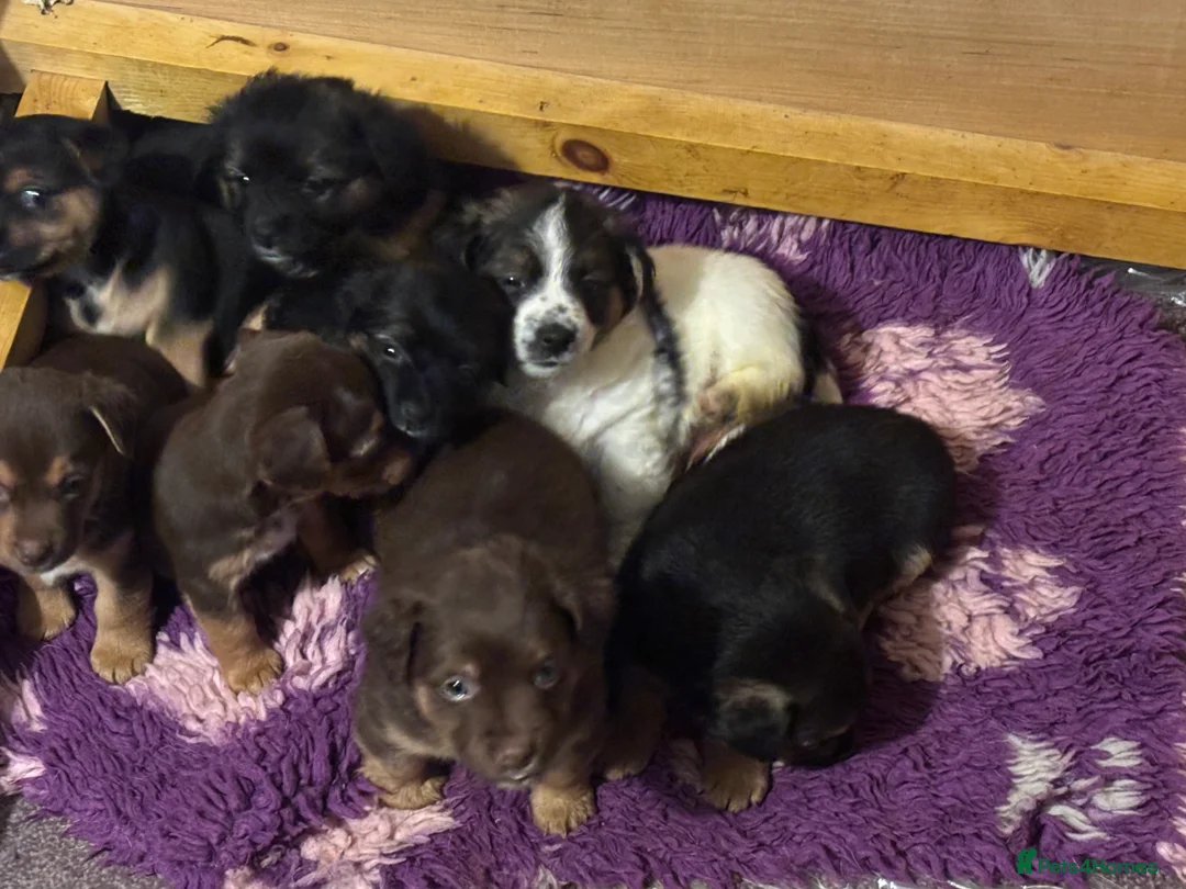 Jack Russell dogs for sale: Trad.family short legged short hair- ready!! - Advert 10