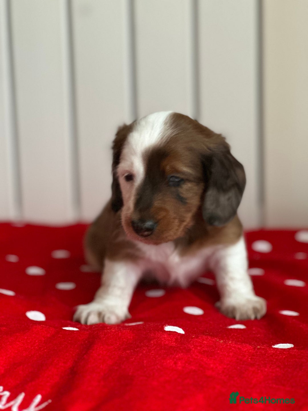 Miniature Dachshund dogs for sale: Miniature Dachounds  - Advert 15