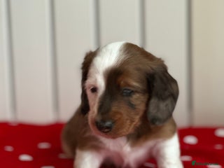 Miniature Dachshund dogs Miniature Dachounds - Advert 3