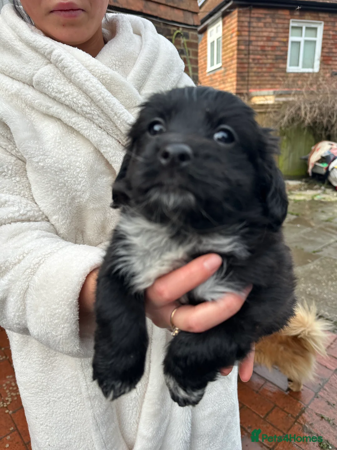 Mixed Breed dogs for sale: Pom X Cocker spaniel  in Cranbrook - Advert 10