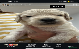 Double Doodle dogs for sale: Double doodles born 24/07/25 1 boy & 4 girls left - Image 28