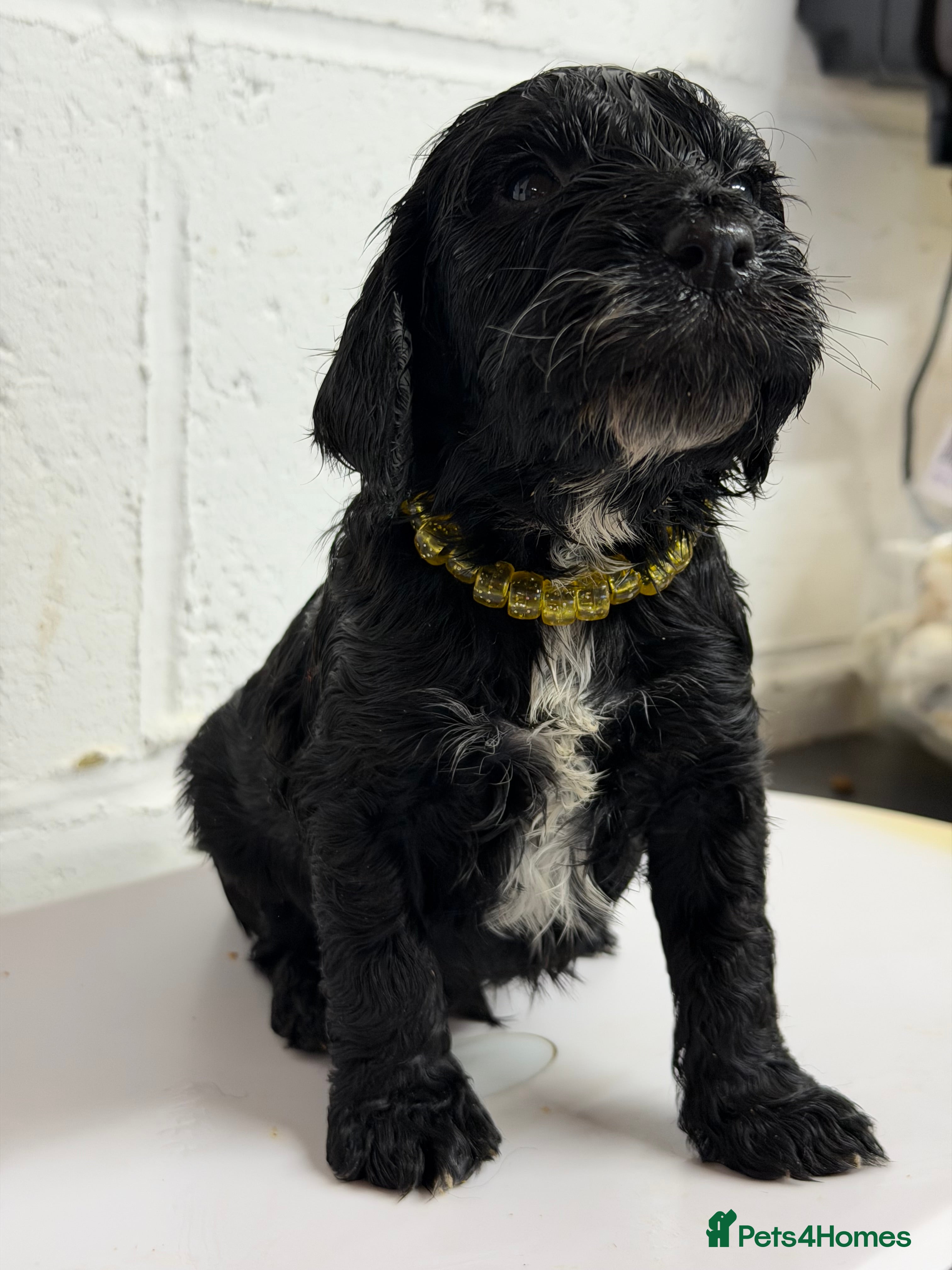 Cockapoo dogs Last F1 cockapoos health tested parents  - Advert 9