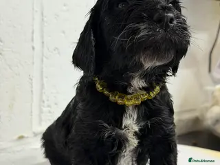 Cockapoo dogs Last F1 cockapoos health tested parents - Advert 9