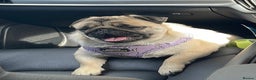 Pug dogs for sale: Grown up pug - Advert 9