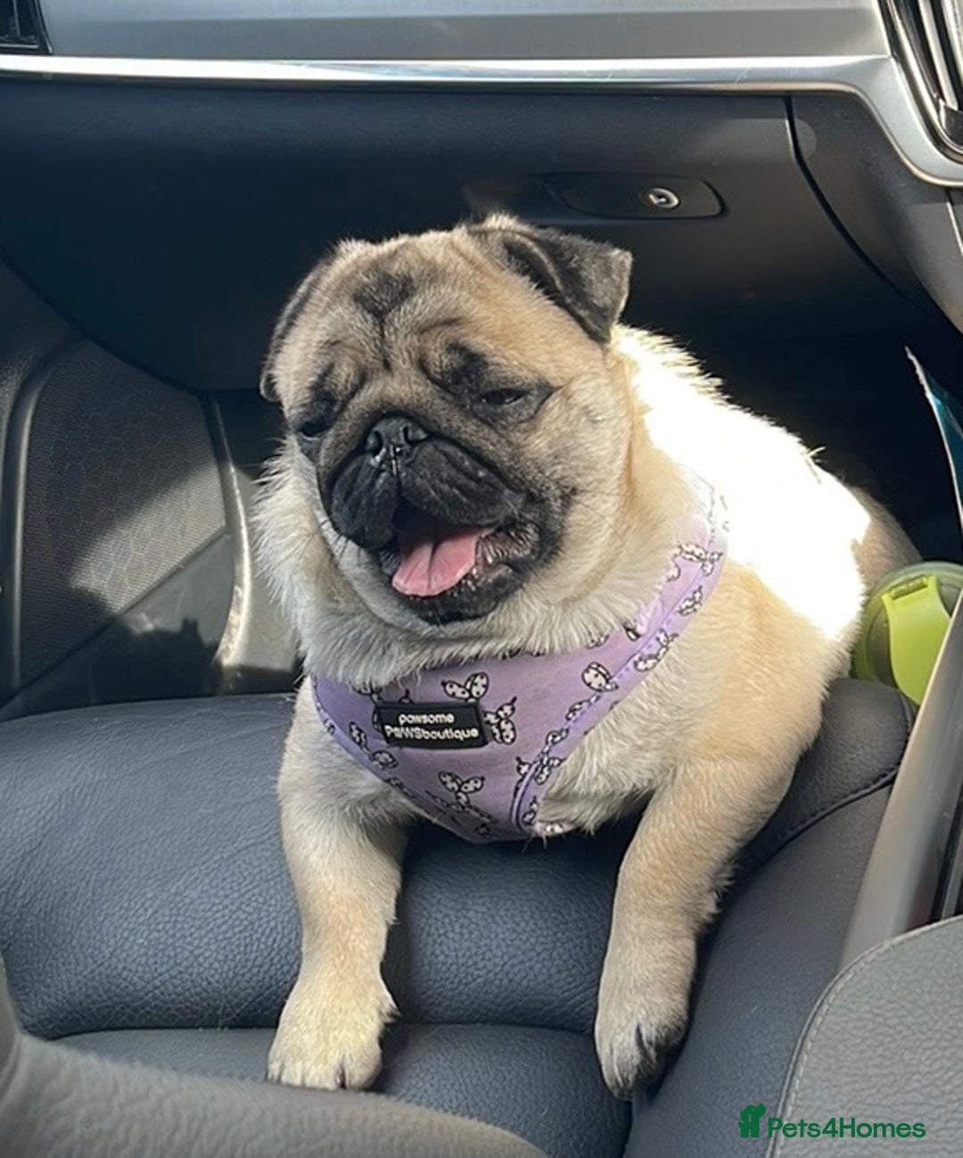 Pug dogs for sale: Grown up pug - Advert 9