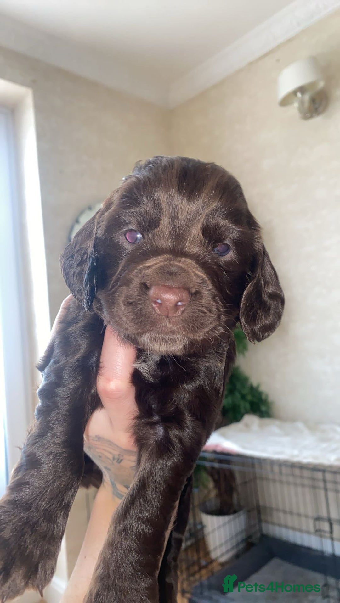 Sprocker dogs for sale: Sprocker spaniel 5 chocolate boys  - Advert 3