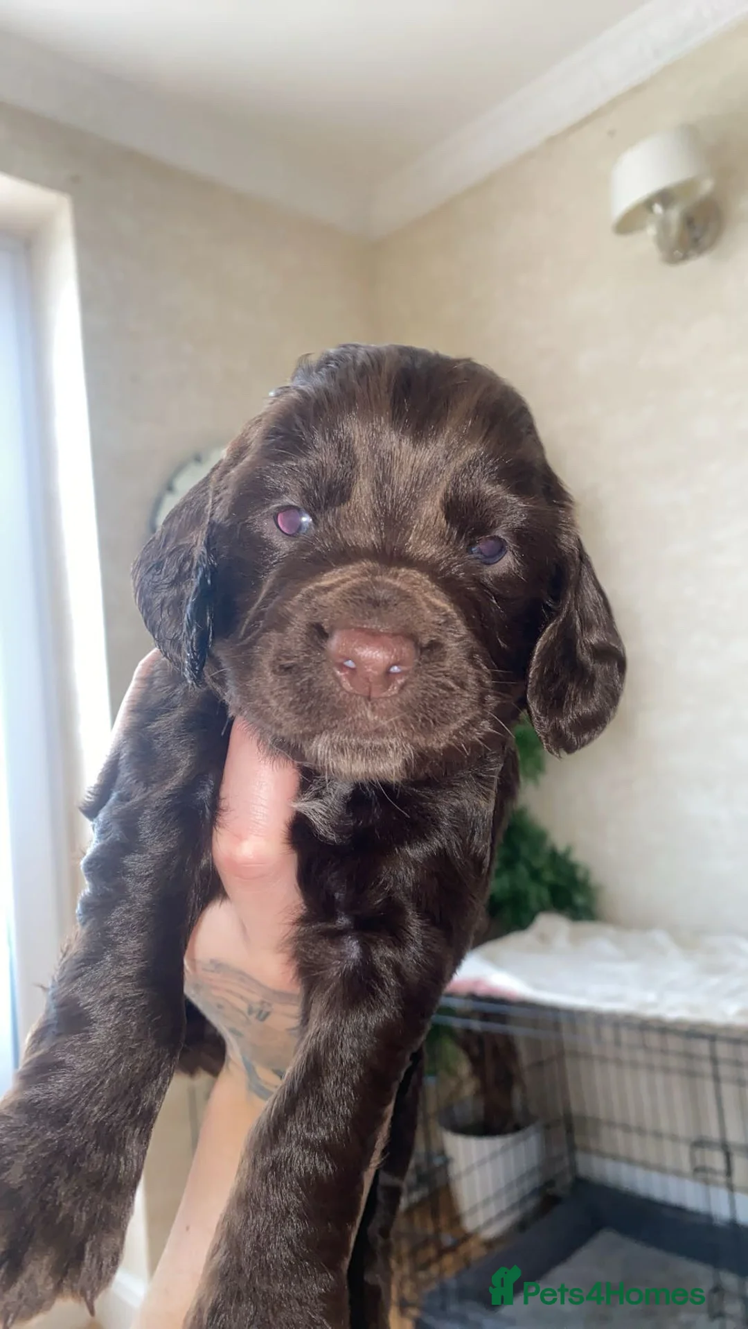 Sprocker dogs for sale: Sprocker spaniel 5 chocolate boys  - Advert 3