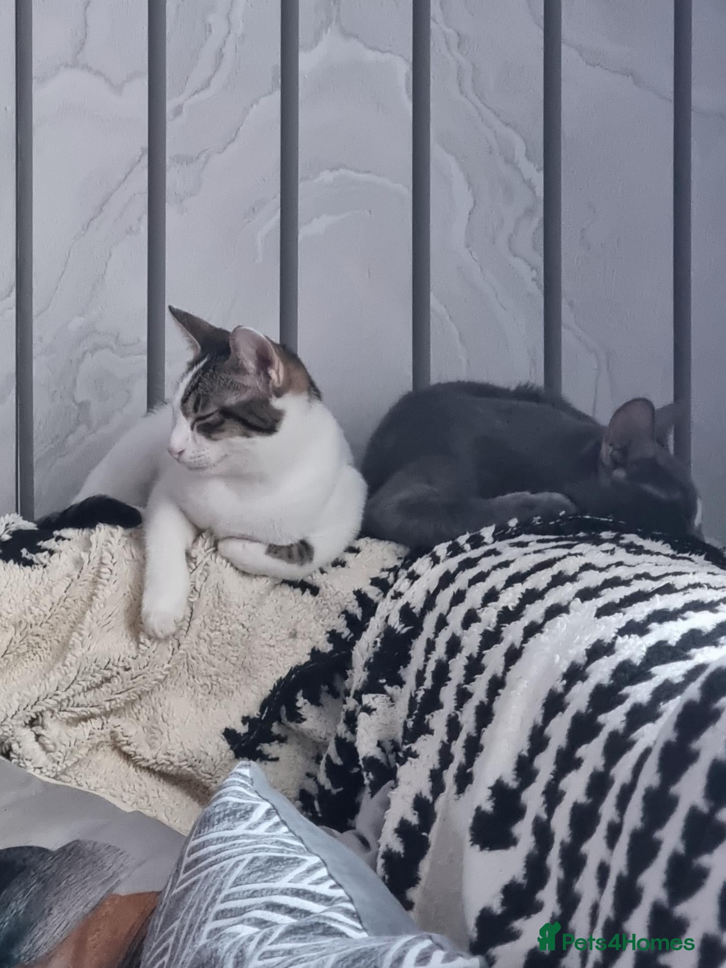 Oriental cats Oriental Shorthair Male and Female - Advert 8