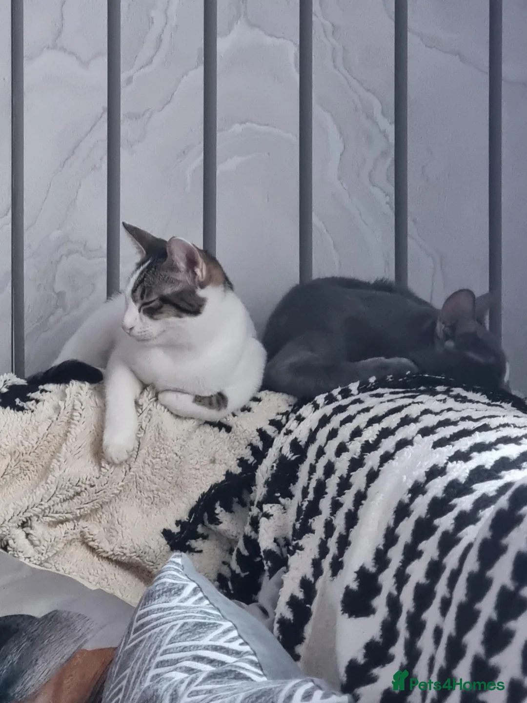 Oriental cats for sale: Oriental Shorthair Male and Female - Advert 1