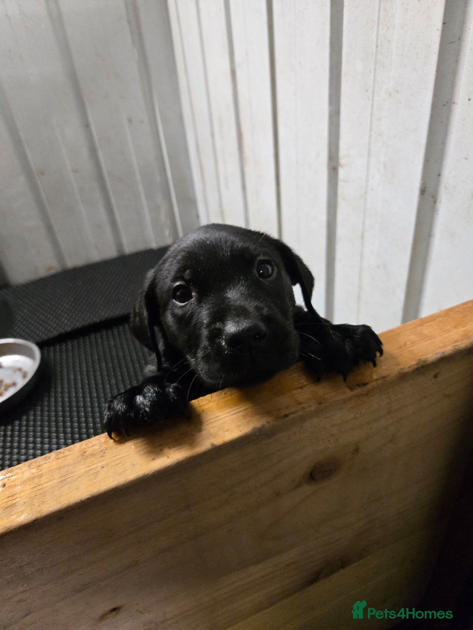 Labrador Retriever dogs for sale: Exceptionally well bred KC reg Working Labradors - Advert 6