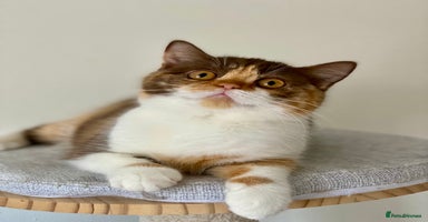 British Shorthair cats in Cannock - Advert 4