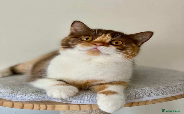 British Shorthair cats in Cannock - Advert 16