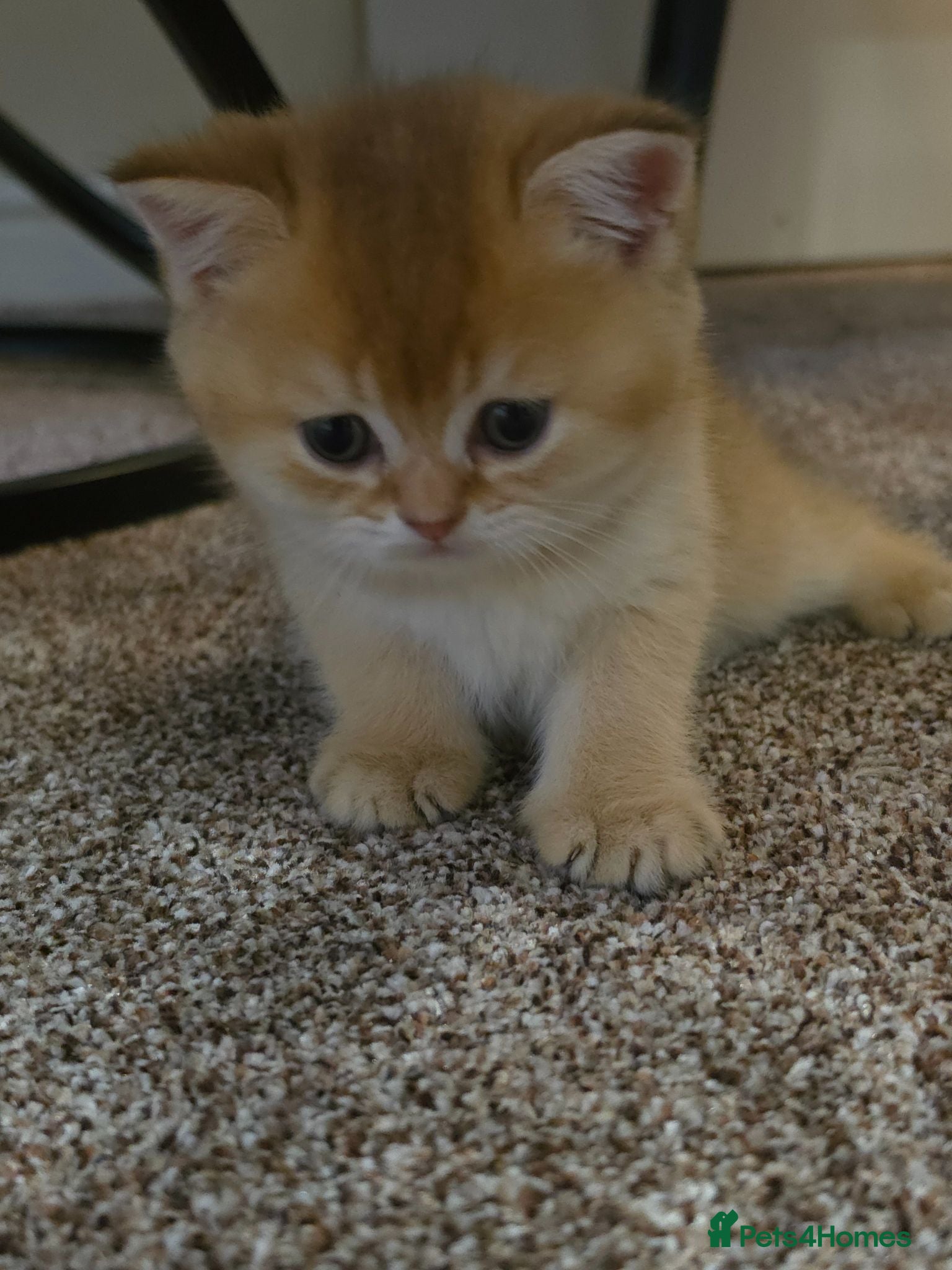 British Shorthair cats ✨GOLDEN SHIMMER BRITISH SHORTHAIR KITTENS ✨  - Advert 2