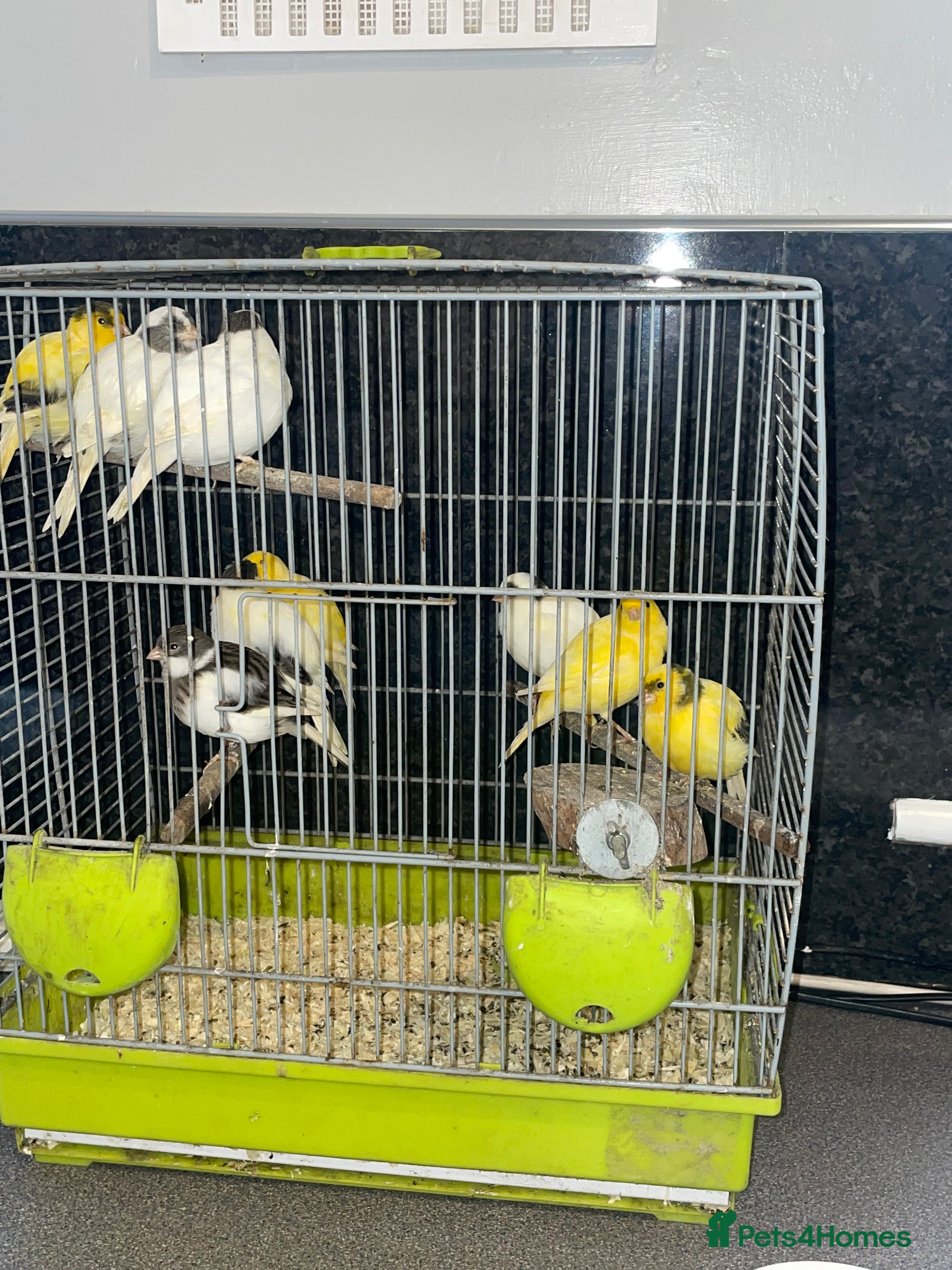 Canaries birds Young Fife Caneries - Advert 4