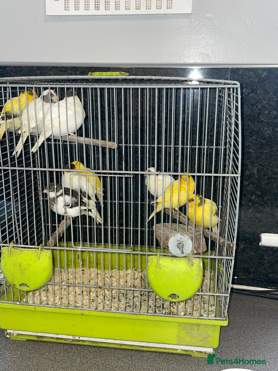 Canaries birds for sale: Young Fife Caneries - Advert 1