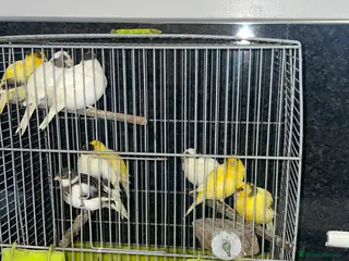 Canaries birds Young Fife Caneries - Advert 12