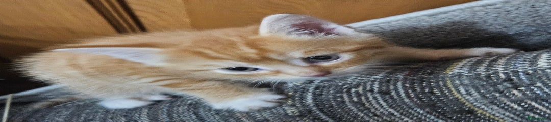 Mixed Breed Kitten 2