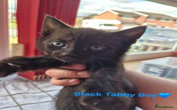 Domestic Shorthair cats for sale: 3 Beautiful kittens  - Image 2