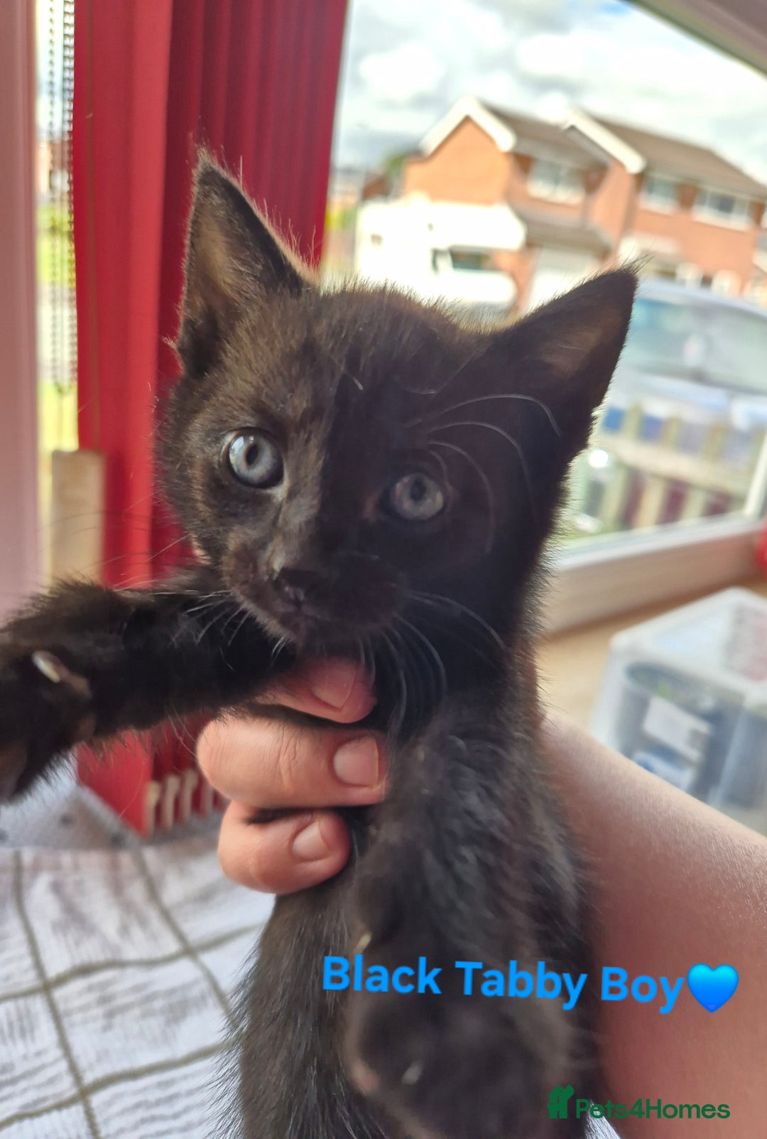 Domestic Shorthair cats for sale: 3 Beautiful kittens  - Image 2