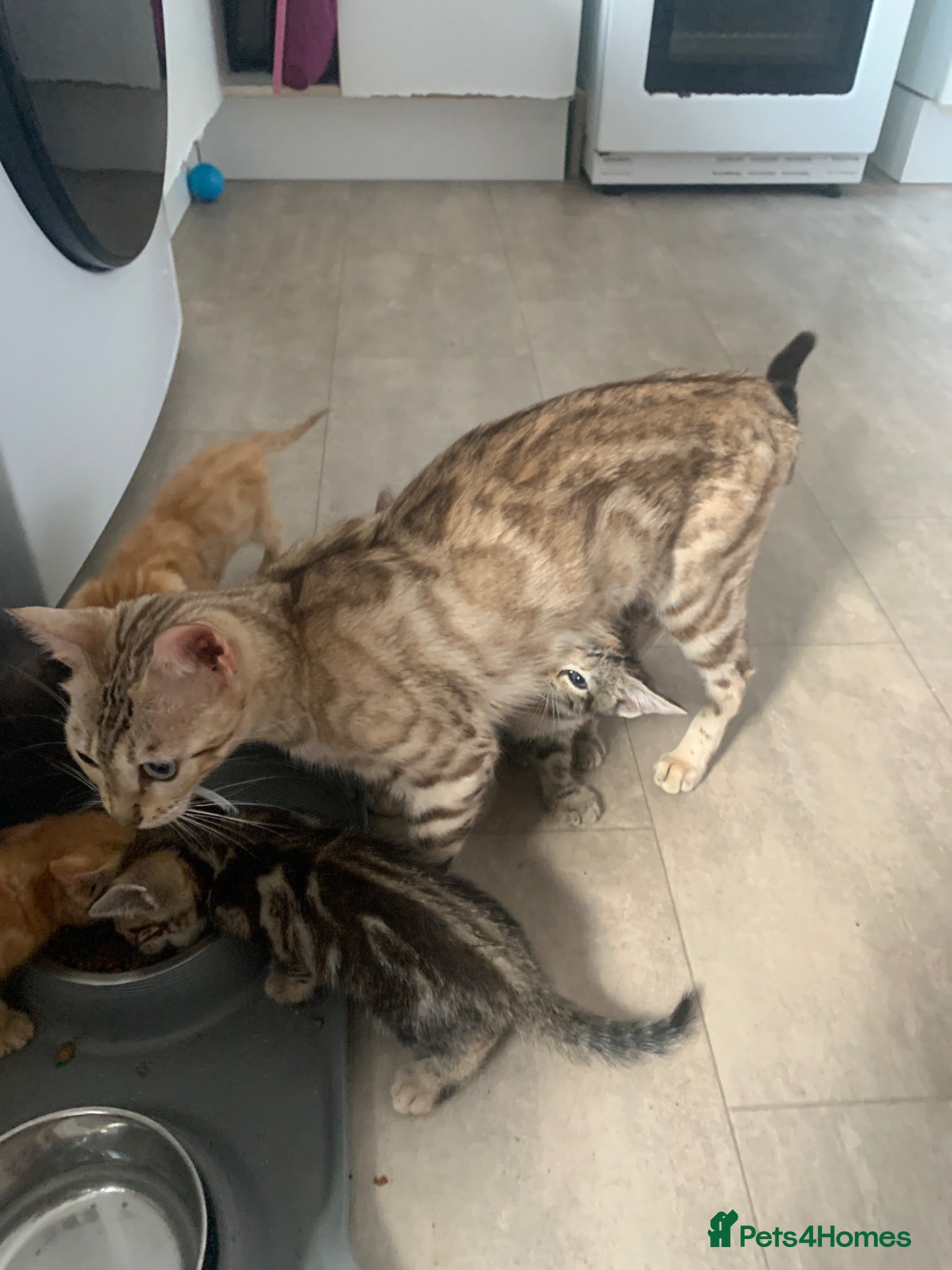 Mixed Breed cats Bengal mixed breed kittens  - Advert 4