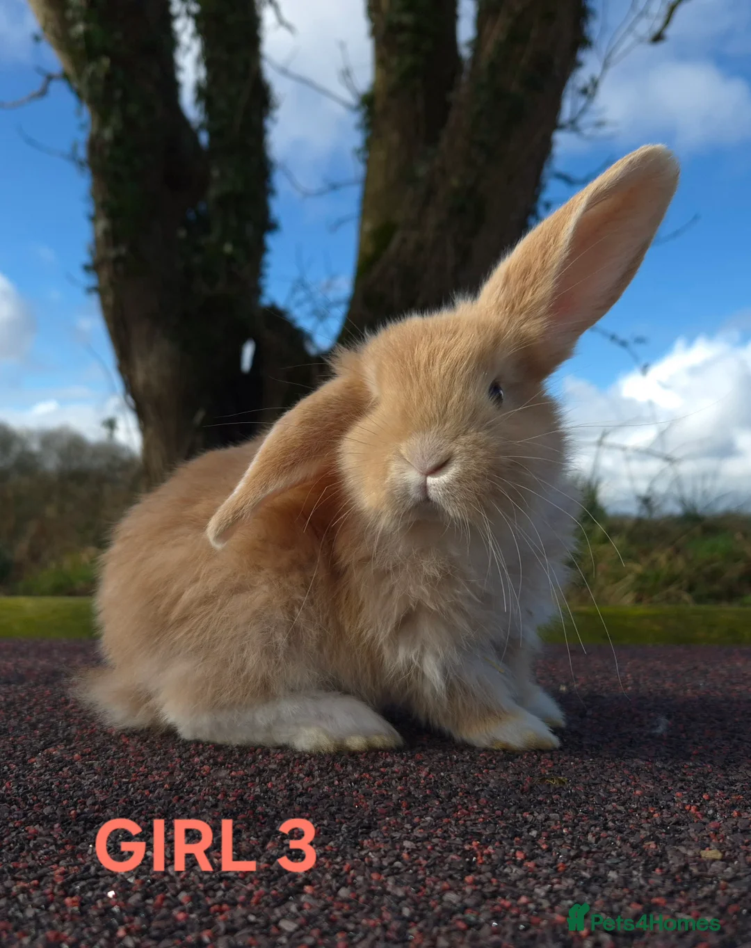 French Lop rabbits for sale: Stunning French Lops  - Advert 4