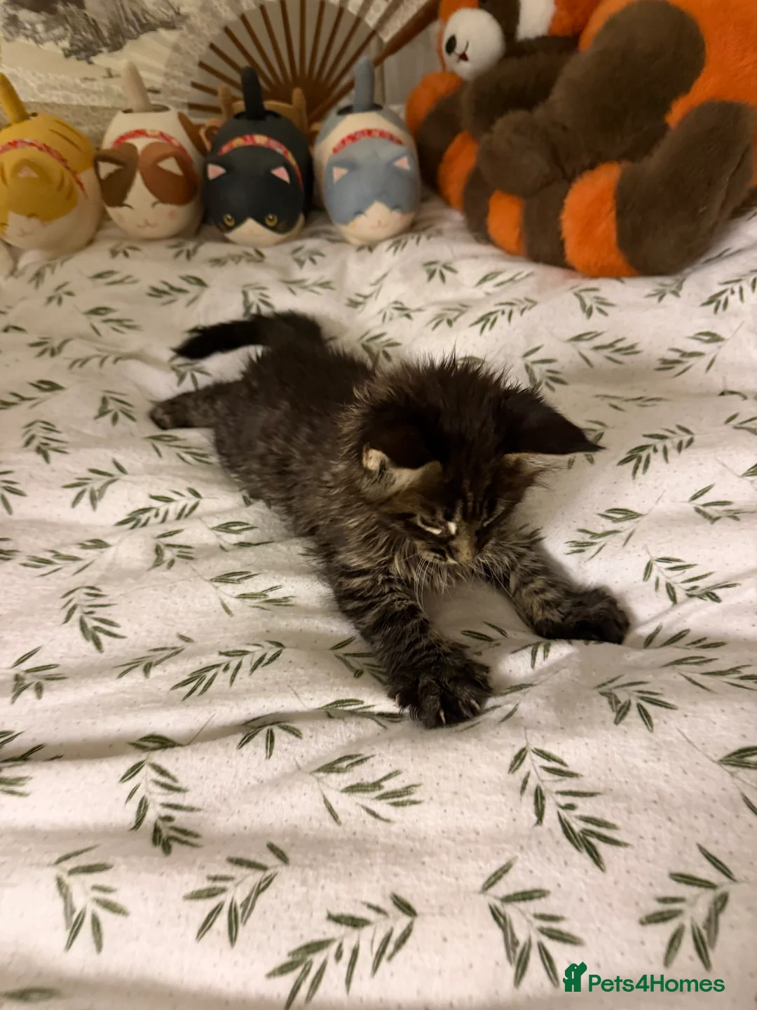 Maine Coon cats for sale: Large Registered Kittens  - Advert 5