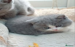 British Shorthair cats for sale: Gorgeous British short-hair kittens  - Image 24
