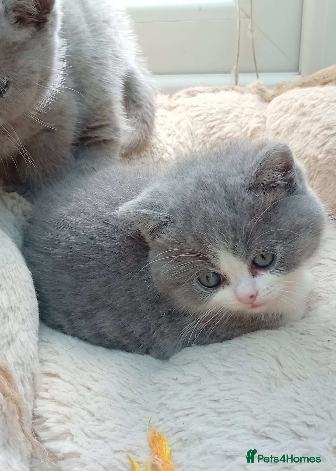 British Shorthair cats for sale: Gorgeous British short-hair kittens  - Image 24
