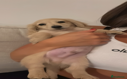Miniature Dachshund dogs for sale: Kc English cream long haired miniature dachshund  - Image 6