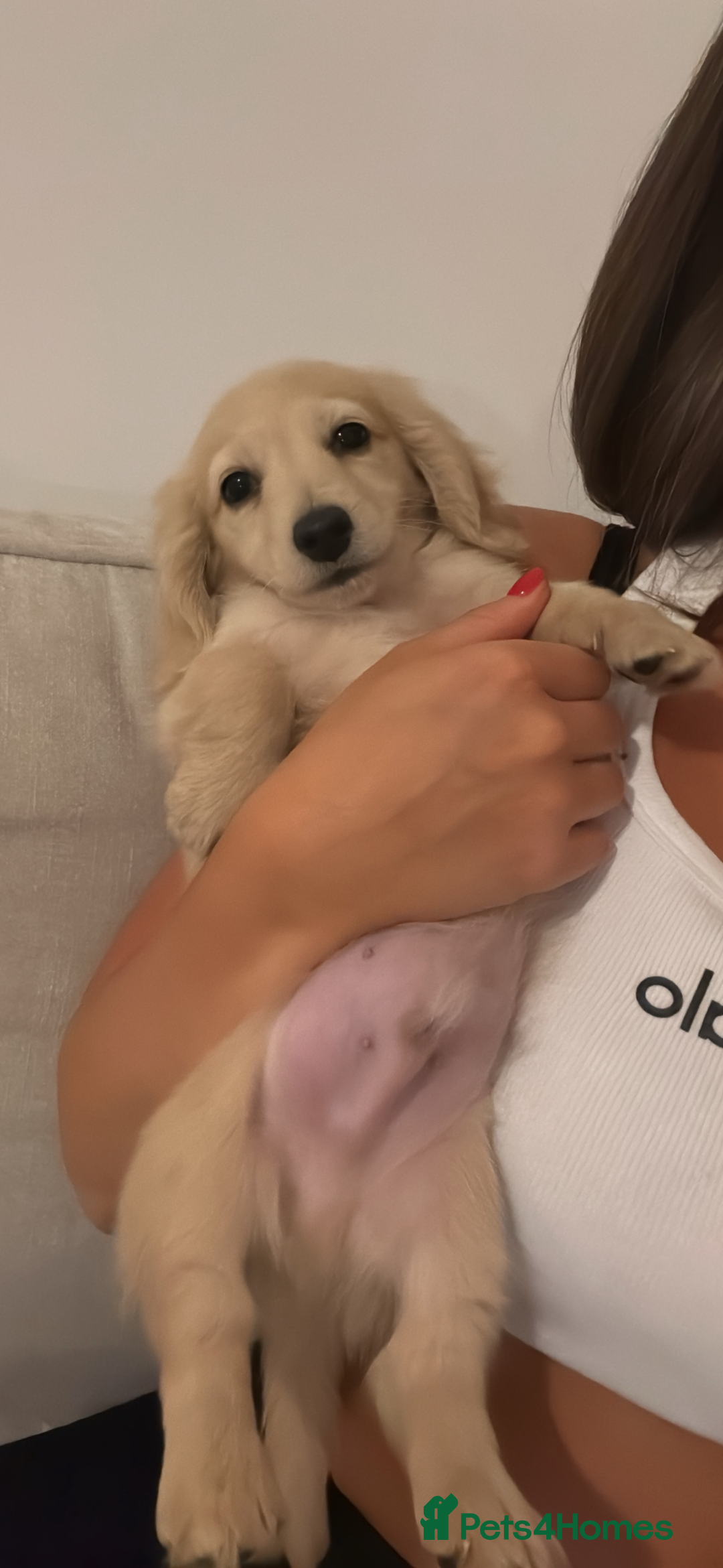 Miniature Dachshund dogs for sale: Kc English cream long haired miniature dachshund  - Image 6
