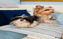 Biewer Terrier dogs for sale: Biewer Yorkshire Terrier - Image 10